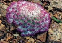 水母雪莲花是保护植物吗？