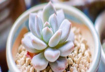 多肉可以放卧室养吗？