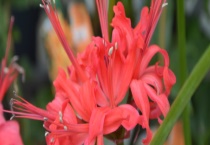 娜丽花和彼岸花有什么不同 家庭种植娜丽花如何快速开花满盆