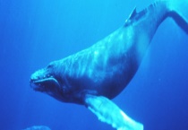 鲸鱼的繁殖方法 鲸鱼有多少种