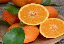 柑橘是什么？