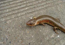 四脚蛇吃什么食物