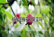 杨梅是梅花的果实吗？