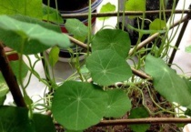 旱荷花几月份播种