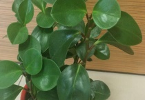 碧玉长出绿条怎么办？