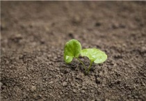 土壤板结有什么危害