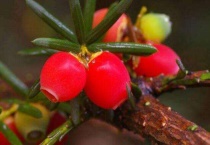 什么是矮生欧洲紫杉