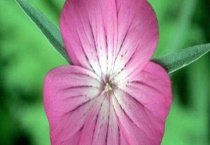 麦仙翁有毒吗？