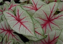 花叶芋如何扦插