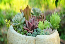 花盆不透气能养花吗？