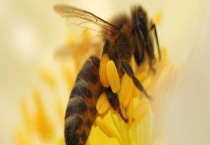 黑蜂是什么蜂 附东北黑蜂