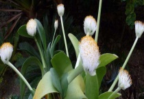 虎耳兰是猫耳兰吗？