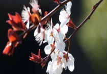 樱花树结的果子叫什么？