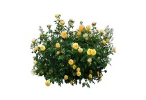 黄月季种类有哪些？