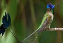 天堂鸟的繁殖方法 天堂鸟栖息环境怎么样