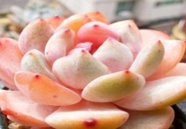 多肉断了怎么多久？