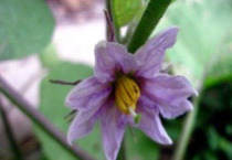 茄子只开花不结果怎么办？