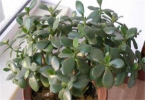 燕子掌怎样整形修剪