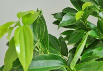 兰屿肉桂怎么养殖