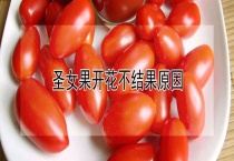 圣女果开花不结果原因？