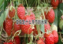 草莓是什么季节的水果