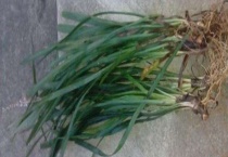 青皮草民间叫什么？