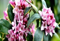 金边瑞香有毒吗 可以放在卧室里吗？