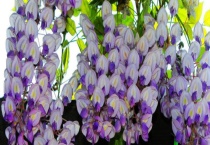 紫罗兰的品种分类 有三个分类标准