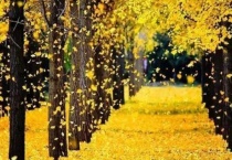 银杏是裸子植物吗？