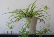 吊兰夏天能施肥吗？