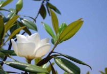 广玉兰为什么先开花后长叶