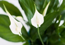 白掌和红掌有什么区别？？