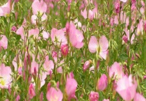 月见草虫害防治技术 附病症