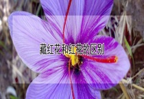 藏红花和红花的区别？