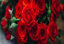 玫瑰花和蔷薇花有什么不同 附玫瑰花的生长习性