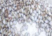 海瓜子是什么？和花甲有什么区别？？