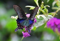 碧凤蝶是珍贵蝶吗？