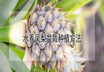 水养凤梨盆栽种植多久？