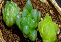 帝王寿和玉露的区别？