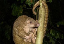 树上的穿山甲会不会游泳