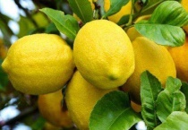 柠檬长在哪里