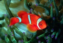 小丑鱼一般在哪睡觉呢