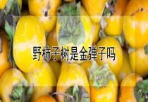 野柿子树是金弹子吗？