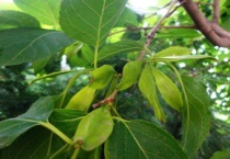 杜仲树在北方能活吗？