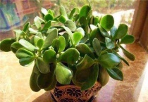 十一月份了燕子掌根烂怎么办？