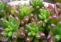 虹之玉和玉米石的区别？