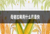 母猪拉稀用什么药最快