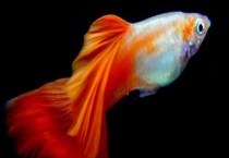 孔雀鱼难产怎么办 导致难产的原因有哪些？