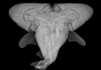 什么是双头牛鲨