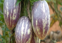 人参果要去皮吗 一天吃几个